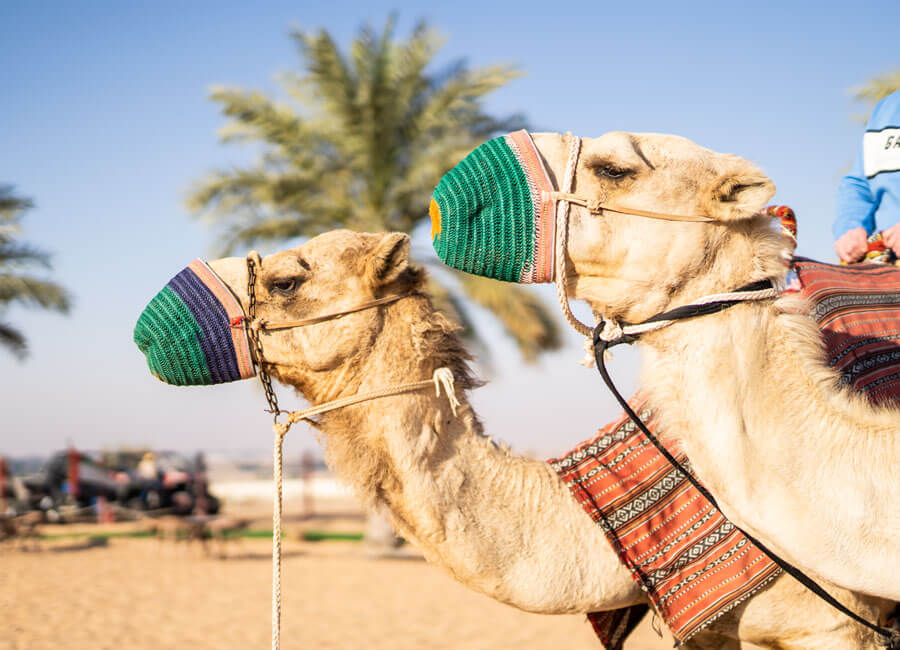 15-hot-air-balloon-ride-tour-dubai-camel-safari-uae